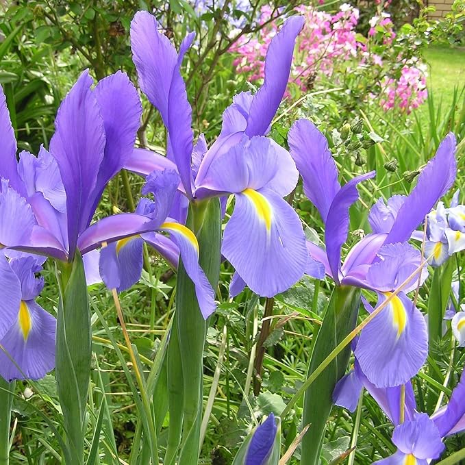 Colorful Mixed Dutch Iris Flowers - 60 Bulbs - Beautiful, Bright, Blue, Purple, Yellow, White Flowers - Spring Blooming Perennials Perfect for Gardens - Attracts Butterflies & Bees – Zones 3–8