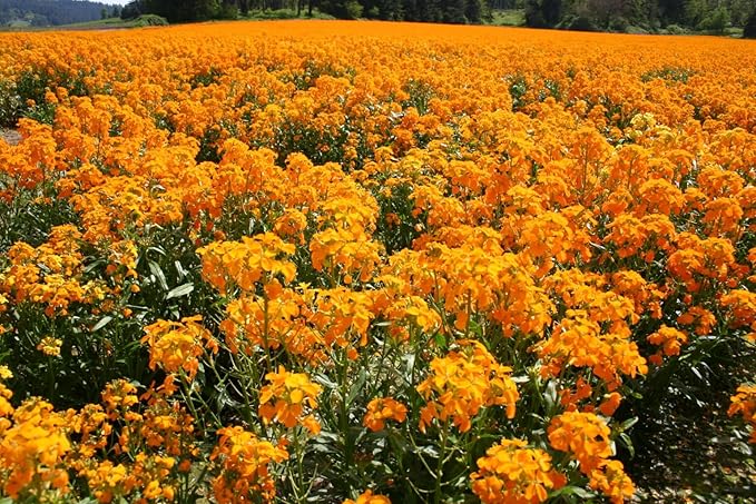 Siberian WallFlower 100+ Seeds Newly Harvested, Beautiful Cut Flowers