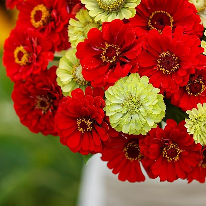 Eden Brothers Zinnia Seeds - Christmas in July Mix, Non-GMO Seeds for Planting, 1 oz | Low-Maintenance Flower Seeds, Plant During Spring, Zones 3, 4, 5, 6, 7, 8, 9, 10