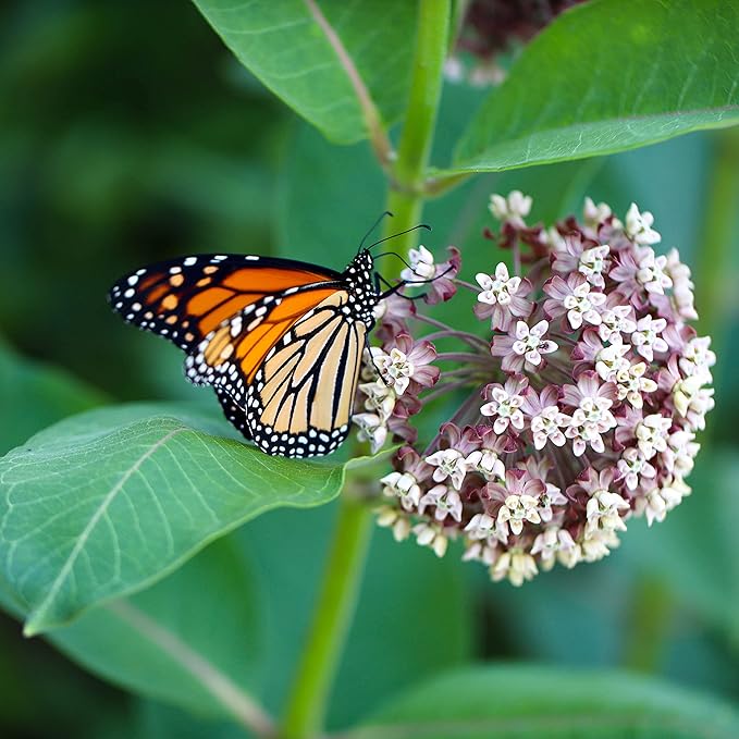 Organic Milkweed, Common Seeds (Asclepias syriaca L) 100 Seeds (1 Grams) - Common Milkweed - Monarch Butterfly Host Plant Seeds - Pollinator Seeds
