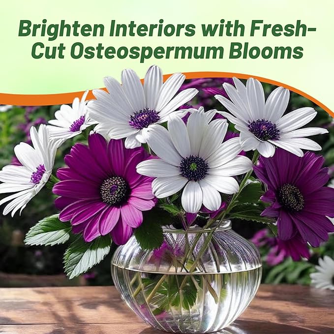 Outsidepride Akila Mix Osteospermum African Daisy Seeds - 20 Pcs. Perennial Flower Seeds for Planting Outdoors with Long-Lasting Blooms, Drought-Tolerant, Easy to Grow for Sunny Gardens & Borders