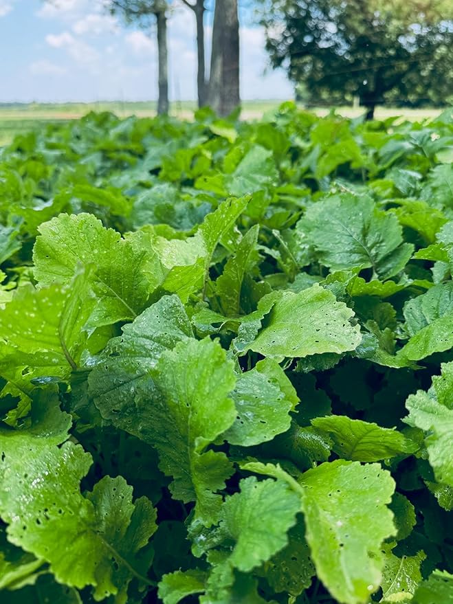 Soggy Bottoms Food Plot Seed Mix, 1/3 Acre or 3 Acres, A Mix of Turnips and Moisture Tolerant Clover, Survives Where Others Can’t
