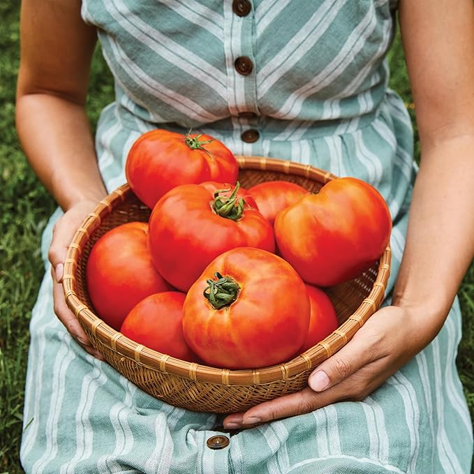 Burpee 'Bodacious Hybrid' Tomato Seeds - Non-GMO, Indeterminate, Disease-Resistant, Slicer Tomato, 45mg Seed Packet for Home Gardening