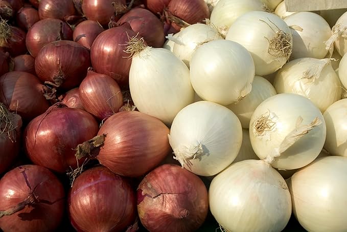 Onion Seeds Variety Pack for Planting – 4 Heirloom Non-GMO Varieties: Evergreen Bunching, Red Creole, White Sweet Spanish & Yellow Sweet Spanish – Garden Vegetable Seeds for Home Growing Indoors & Outdoors.