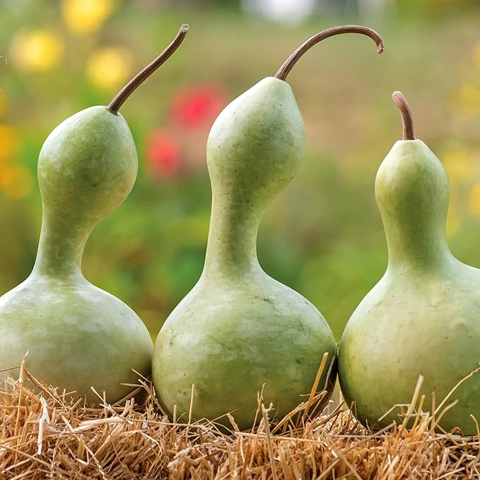 Burpee Large Bottle Gourd Seeds - Ornamental & Craft Gourd