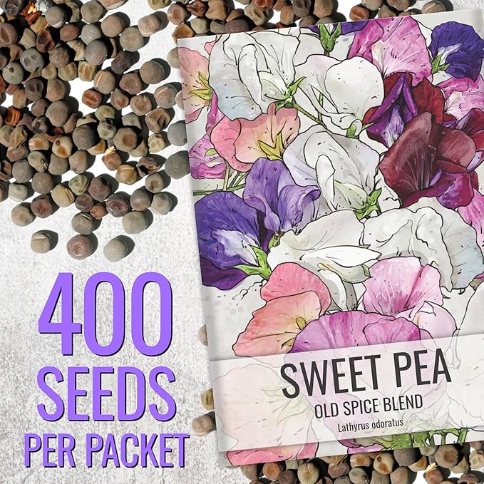 Seed Needs Sweet Pea Seeds for Planting Old Spice Variety | 1 Ounce 400+ Seeds Lathyrus Odoratus Heirloom Mixed Colors | Mixed Color Annual Flower Seed Produces Prolific Multicolored Blooms | Bulk