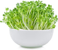 1 Lb Non-GMO Arugula Vegetable Seeds for Outdoor Garden and Indoor Salad Microgreens - Mountain Valley Seed Company Non GMO Arugula Microgreens Seeds for Micro Greens Seed Kit & Micro Greens Seed Mix