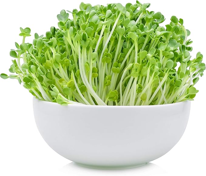5 Lb Bulk Non-GMO Arugula Vegetable Seeds for Outdoor Garden and Indoor Salad Microgreens - Mountain Valley Seed Company Arugula Microgreens Seeds for Micro Greens Seed Kit and Micro Greens Seed Mix
