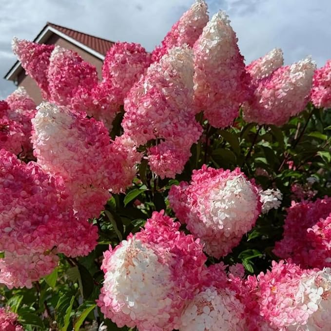 200+ Mix Panicle Hydrangea Seeds Perennial Hydrangea Seeds for Planting Flowers Bush Plants Non-GMO Heirloom Plant Wedding Outdoor Garden