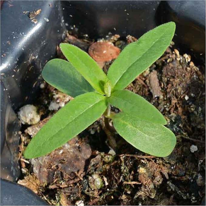 Seed Needs Pink Milkweed Seeds for Planting Common Asclepias syriaca - Heirloom & Open Pollinated Perennial Flower Seed to Plant a Monarch Butterfly Garden (2 Packs)