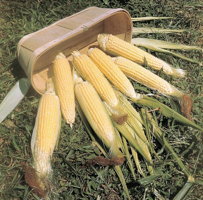 GURNEY'S - Sweet Corn Kandy Korn Hybrid Pkt - Approx. 250 seeds