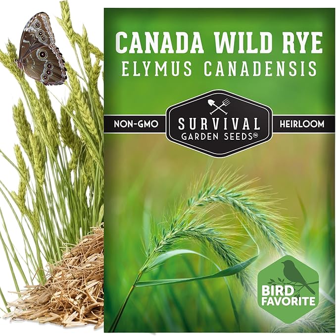 Survival Garden Seeds – Canada Wild Rye (Elymus Canadensis) | Fast-Growing Prairie Grass | Erosion Control | North American Native Grass Seed - 1 Pack