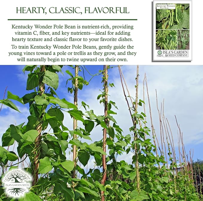 Kentucky Wonder Pole Bean Seeds (Phaseolus vulgaris) – 30+ Non-GMO Heirloom Seeds for Planting, Classic Climbing Variety with Tender Green Pods, by Isla’s Garden Seeds, Gift Idea for Gardeners