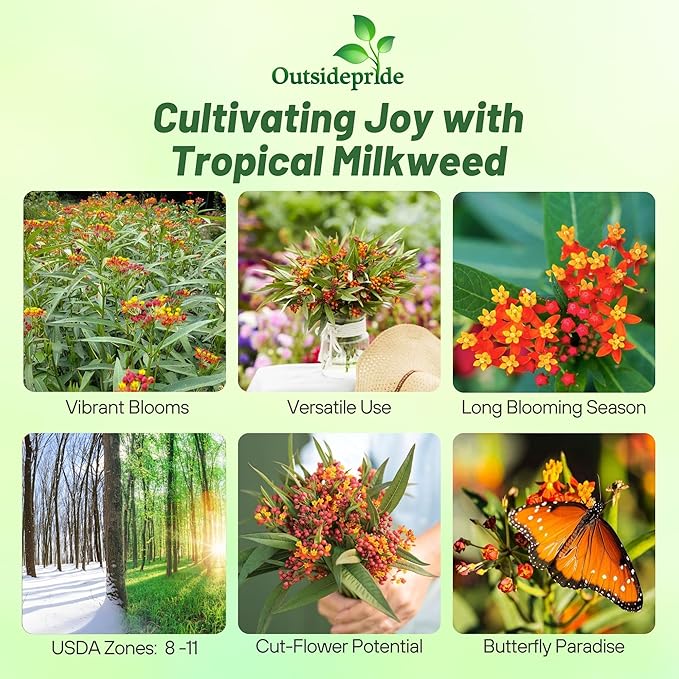 Outsidepride Tropical Milkweed Seeds - 1000 Pcs Perennial, Heat & Humid Tolerant, Pollinator-Friendly Wildflower Seeds, Ideal for Monarch Butterflies, Cut Flowers, Borders, or Meadows