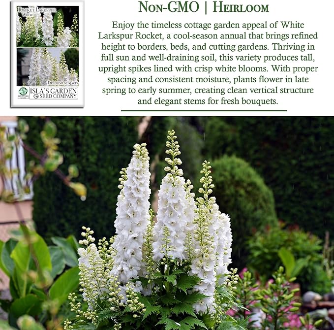 White Larkspur Rocket Flower Seeds (Delphinium ajacis) – 250+ Heirloom Non-GMO Seeds by Isla’s Garden Seeds, Tall Elegant Spikes, Cut Flower Garden Favorite, Cool-Season Annual Blooms, Gift Idea