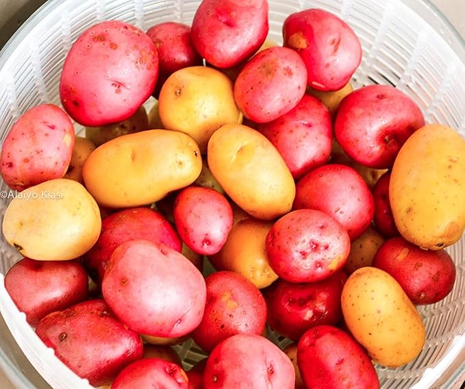 Northshire Farms 5 lbs. Naturally Grown Seed Non GMO Red Pontiacs and German Butterballs