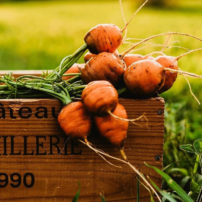 Parisian Carrot (Paris Market) - 300 Seeds - Flavorful French Heirloom Baby Carrots - Unique, Round, Ball Carrots, Non-GMO Heirloom Carrot Seeds for Planting in The Home Garden, Thresh Seed Company