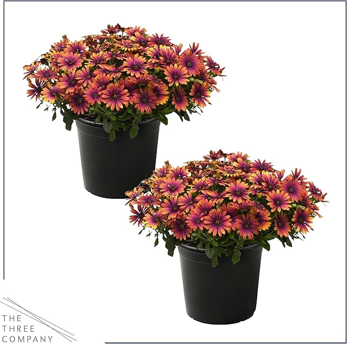 Live Flowering Osteospermum Plant - Copper Amethyst (2 Plants Per Pack), Beautiful African Daisies, Early Spring Color, 12" Tall by 5" Wide in 1 Qt Pot