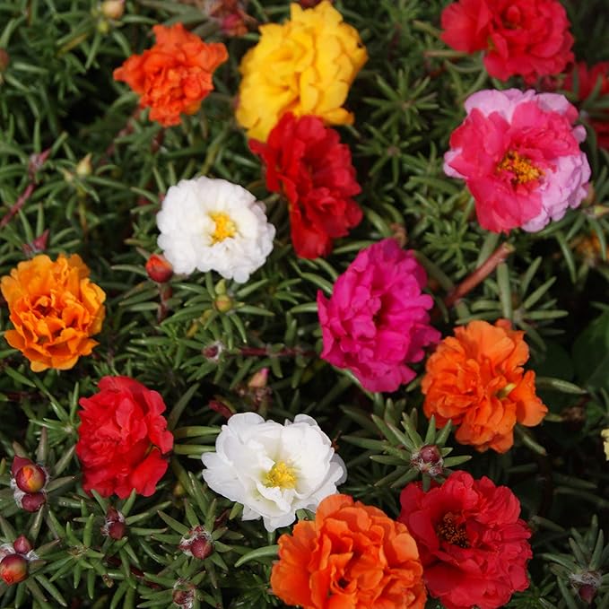 Outsidepride Mixed Moss Rose Seeds - 10000 Pcs Annual, Drought & Heat Tolerant, Pollinator Friendly Ground Cover Seeds for Planting w/Vibrant Blooms & Succulent Foliage, Ideal for Xeriscaping