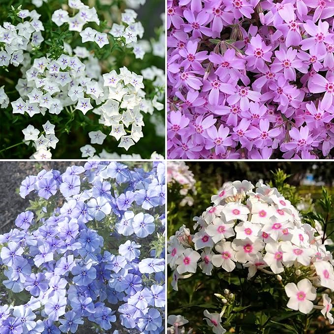 Mix Creeping Dwarf Phlox Seeds for Planting, 1000+pcs Perennial Creeping Phlox Flower Seeds Ground Cover Plants, Non-GMO Heirloom Beauty Dwarf Flowers for Home Garden Outdoors
