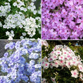 Mix Creeping Dwarf Phlox Seeds for Planting, 1000+pcs Perennial Creeping Phlox Flower Seeds Ground Cover Plants, Non-GMO Heirloom Beauty Dwarf Flowers for Home Garden Outdoors