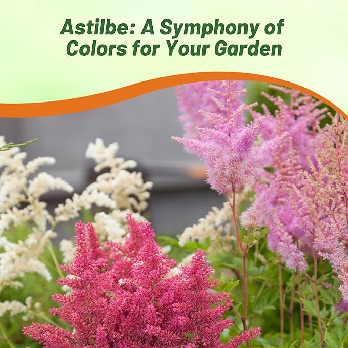 Outsidepride Bunter Astilbe Seeds – 1000 Pcs Perennial, Shade Tolerant Flower Seeds for Planting Vibrant Mixed Blooms in Moist Areas, & Pollinator-Friendly Garden Borders with High Germination Rate