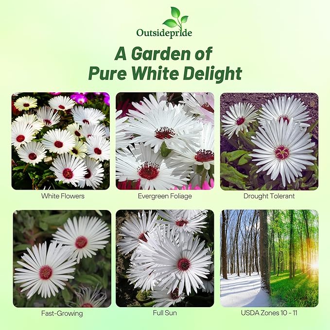Outsidepride Gelato White Ice Plant Seeds - 10000 Pcs Perennial, Drought Tolerant Ground Cover Seeds for Planting Vibrant Trailing Blooms, Ideal for Sunny Gardens & Xeriscape Landscaping