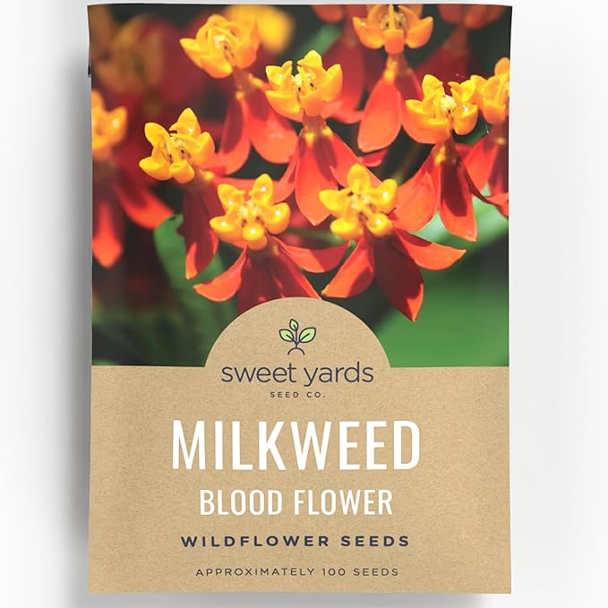 Milkweed - Blood Flower - Large 400mg Envelope - 100 Flower Seeds for Planting - Asclepias curassavica