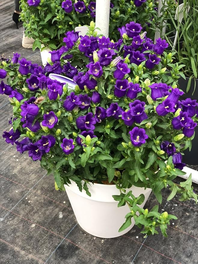 50pcs Purple Bellflower Campanulata Glomerata Superba Bellflower Heirloom Flower