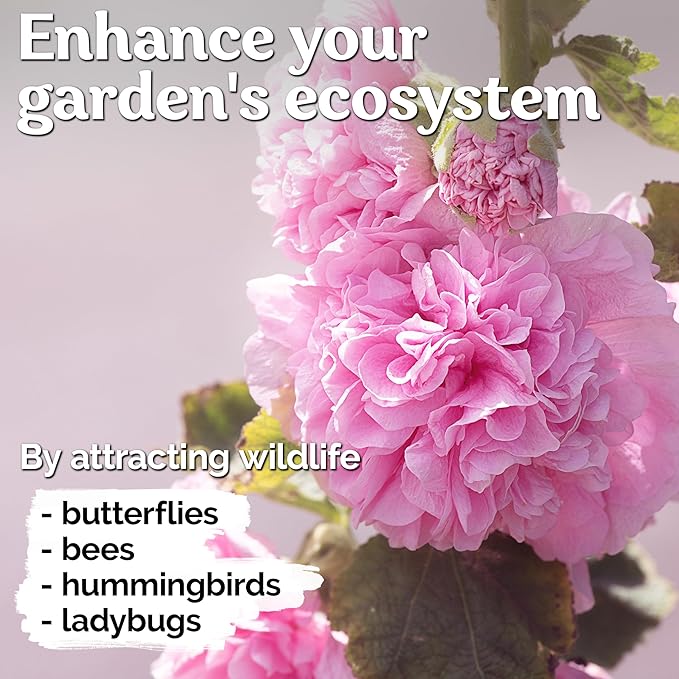 KVITER 150 Chaters Hollyhock Seeds for Planting (Alcea rosea) - Heirloom | Tall Blooms | Pollinator Magnet - Double Hollyhocks Flower Seeds to Plant Outside in Garden, Cottage Borders, Containers