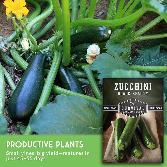Survival Garden Seeds - Black Beauty Zucchini Seed for Planting -2 Packs with Instructions to Plant & Grow Dark Green Summer Squash Plants in Your Home Vegetable Garden - Non-GMO Heirloom Variety