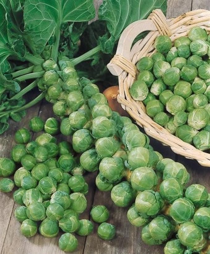 Seeds Vegetable Brussels Sprout Cabbage Long Island Green (Possible to Grow Indoor) - 300 Seeds