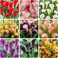 30Pcs Mix Calla Lily Seeds for Planting in Home Garden-GMO Heirloom Plant Seeds Garden Outdoor
