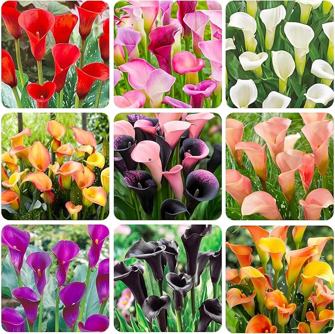 30Pcs Mix Calla Lily Seeds for Planting in Home Garden-GMO Heirloom Plant Seeds Garden Outdoor
