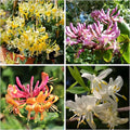 300+ Honeysuckle Seeds for Planting Honeysuckle Vine,Honeysuckle Flower for Growing Seeds in The Garden Home Outdoor