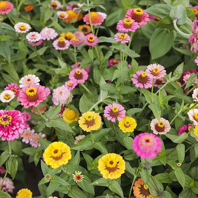 Eden Brothers Zinnia Seeds - Scabiosa Flowered Mix, Non-GMO Seeds for Planting, 1 oz | Low-Maintenance Flower Seeds, Plant During Spring, Zones 3, 4, 5, 6, 7, 8, 9, 10