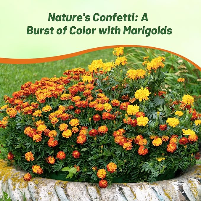 Outsidepride Strawberry Blonde French Marigold Seeds - 100 Pcs Annual, Compact, Heat & Drought Tolerant Flower Seeds for Planting w/Unique Multicolor Blooms, Ideal for Vibrant Pollinator Gardens