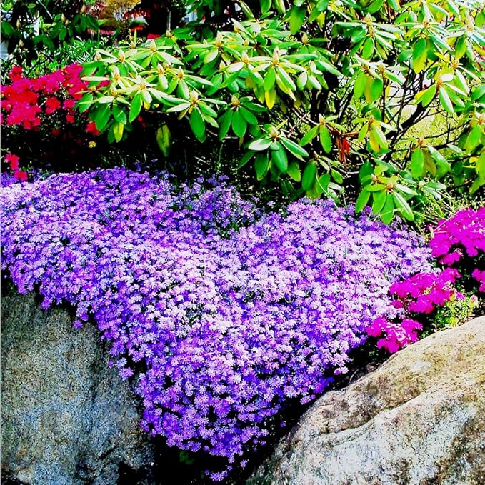 1000pcs Purple Creeping Thyme Seeds Ground Cover, Thyme Seeds for Planting Outdoors,Perennial Thymus Serpyllum Seed Flower Non-GMO Heirloom for Garden Home