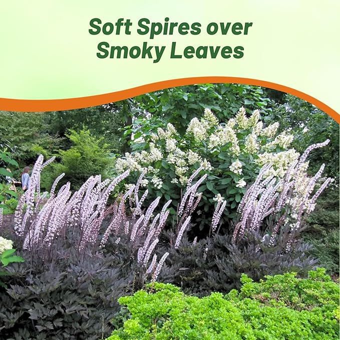 Outsidepride Cimicifuga Ramosa Seeds - 100 Pcs. Perennial, Hardy & Low Maintenance, Flower Seeds for Planting Fragrant Reddish Purple Foliage with Ivory White Blooms for Wildlife & Pollinator Gardens