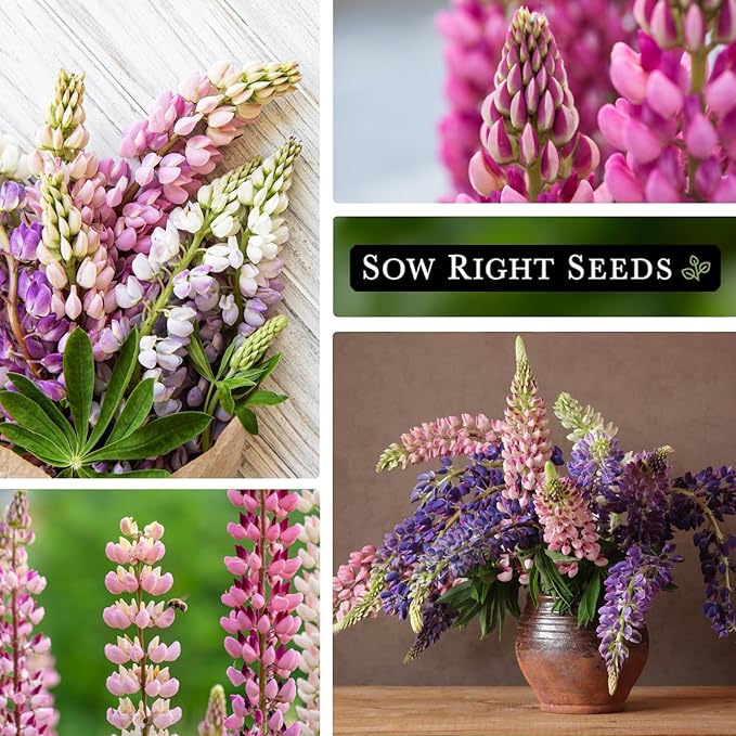 Sow Right Seeds - Russell Lupine Seeds for Planting - Non-GMO Heirloom Packet with Instructions to Plant in Your Garden - Perennial Flower to Attract Hummingbirds and Bees - Spiked Wildflower Mix (3)