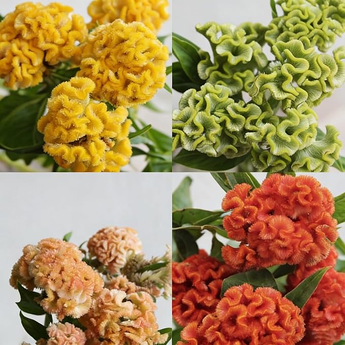 Mixrug Mix Cockscomb Seeds for Planting, 100pcs Rare Perennial Flame Celosia Flower Seeds Plants, Non-GMO Heirloom Open Pollinated Beauty Flowers Home Garden for Outdoors