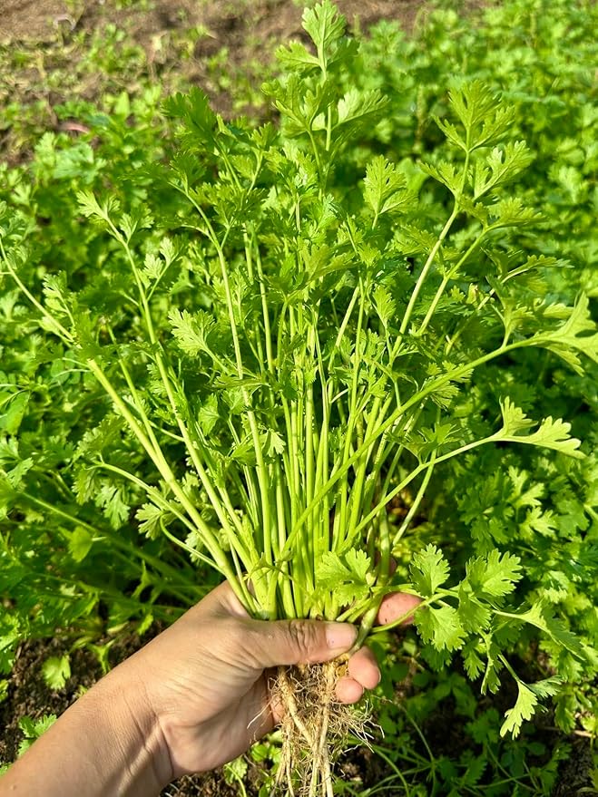 1000+ Organic Cilantro Seeds – Ngò Rí, Coriander, Chinese Parsley – Non-GMO, Heirloom, Made in USA – Herb Seeds for Yard & Garden