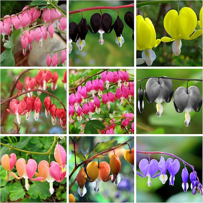 Dicentra Spectabilis Seeds for Planting - 100 Bleeding Heart Seeds Shade Flower Garden Home Outdoor Indoor