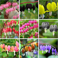 Dicentra Spectabilis Seeds for Planting - 100 Bleeding Heart Seeds Shade Flower Garden Home Outdoor Indoor