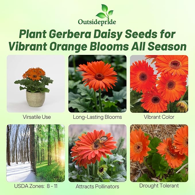 Outsidepride Pastel Orange Gerbera Seeds - 10 Pcs Perennial, Compact & Low Maintenance, Flower Seeds for Planting w/Vibrant Orange Blooms, Ideal for Garden Landscaping & Cut Flower Arrangements