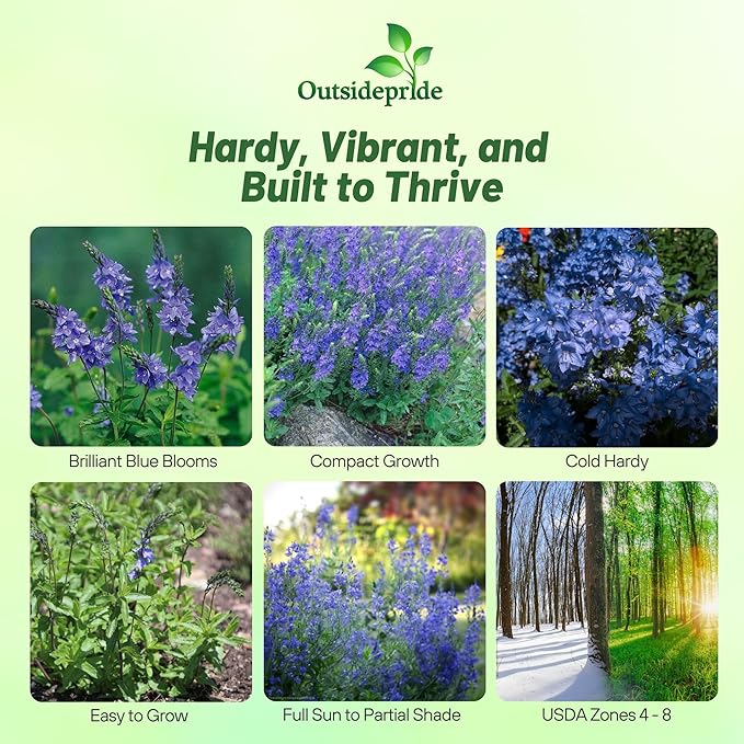 Outsidepride Royal Blue Speedwell Veronica Seeds for Planting - 2000 Pcs Pollinator-Friendly Perennial Flowers w/Upright Spikes,Tall & Tidy Growth for Smaller Gardens, Containers, or Borders