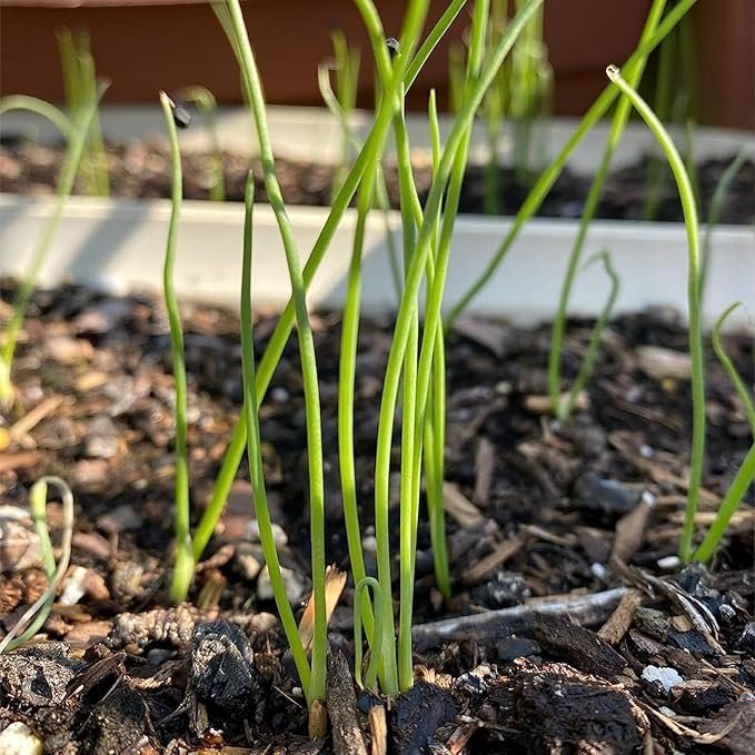 Seed Needs Onion Seeds for Planting Yellow Sweet Spanish Long Day Onions - Non-GMO Heirloom & Untreated Vegetable Seeds to Plant an Outdoor Home Grown Veggie Garden (1 Pack)