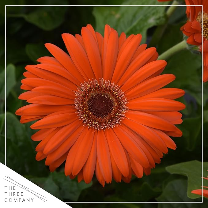 Live Flowering Gerbera Daisies - Orange (2 Plants Per Pack) - Beautiful Spring Flowers - 12" Tall by 5" Wide in 1 Qt Pot