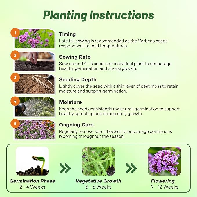 Outsidepride Purpletop Verbena Seeds for Planting - 10000 Pcs. Annual, Drought Tolerant & Easy to Grow, Ground Cover with Fragrant & Vibrant Blooms for Containers, Borders & Pollinator Gardens