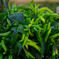 Tabasco Bunches Besparmak Chile Pepper - 25 Seeds - Turkish Heirloom Variety, Rare,USA-Grown, Non-GMO Vegetable Chili Seeds for Planting Indoors or Outdoors in The Garden, Thresh Seed Company